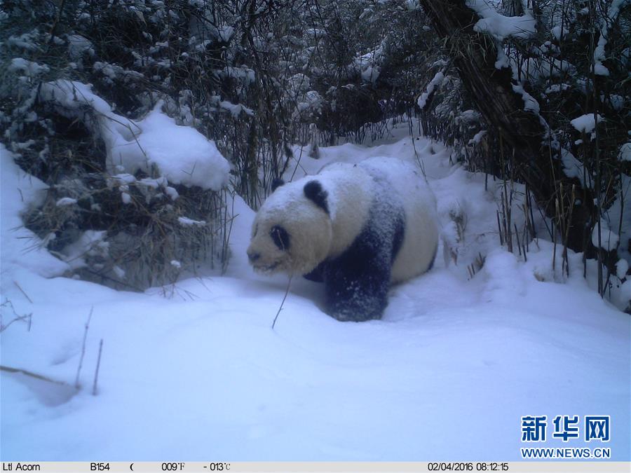 红外相机记录到野生大熊猫罕见雪景照