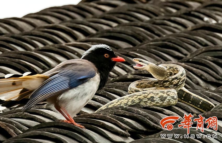 汉阴县一户农家屋顶上演蛇与鸟的生死大战|红