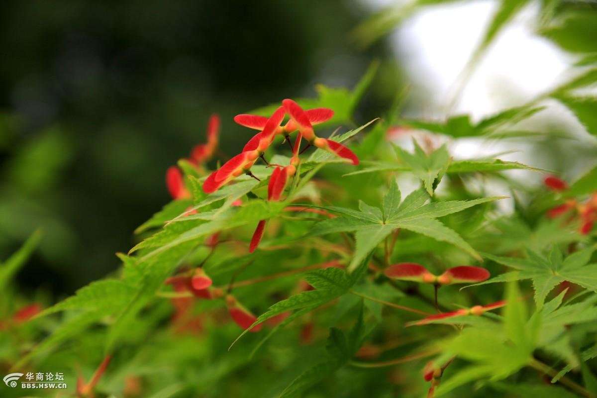 枫树开花也别致