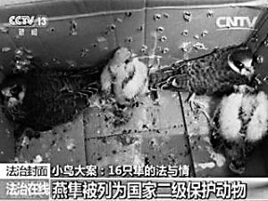 图为河南学生闫啸天猎捕的燕隼。