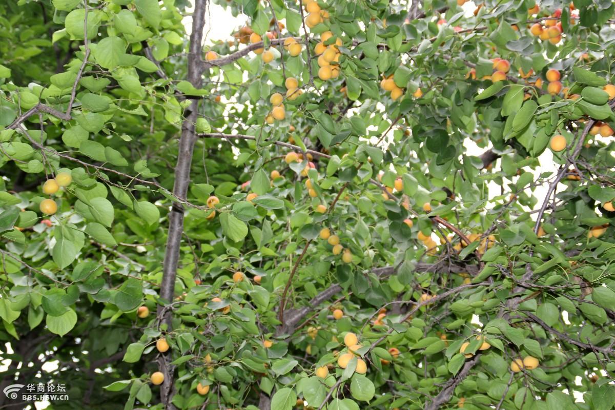 礼泉县:想要吃到贡品杏、请来烟霞山底村(组图