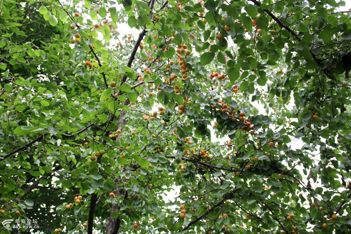 礼泉县:想要吃到贡品杏、请来烟霞山底村(组图