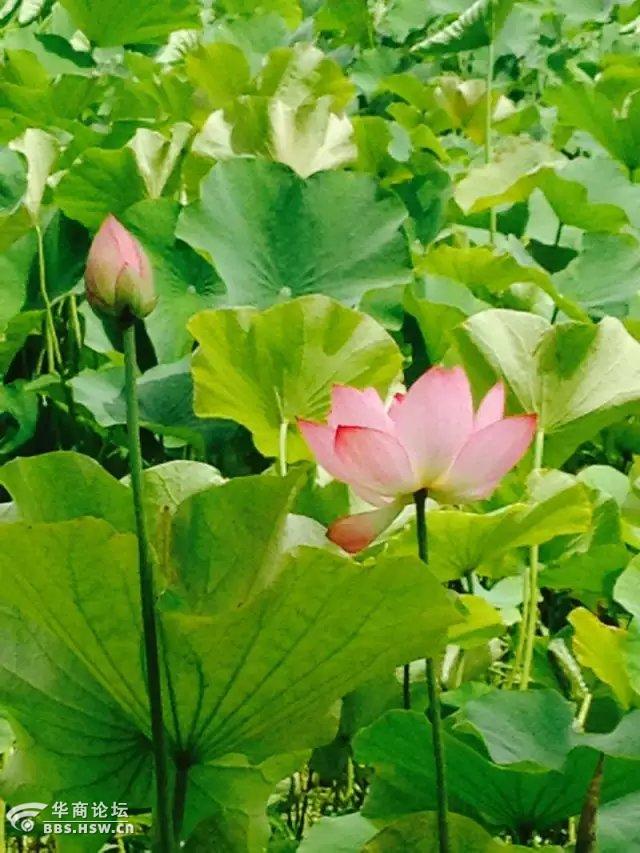 和云兮《游湖》诗二首