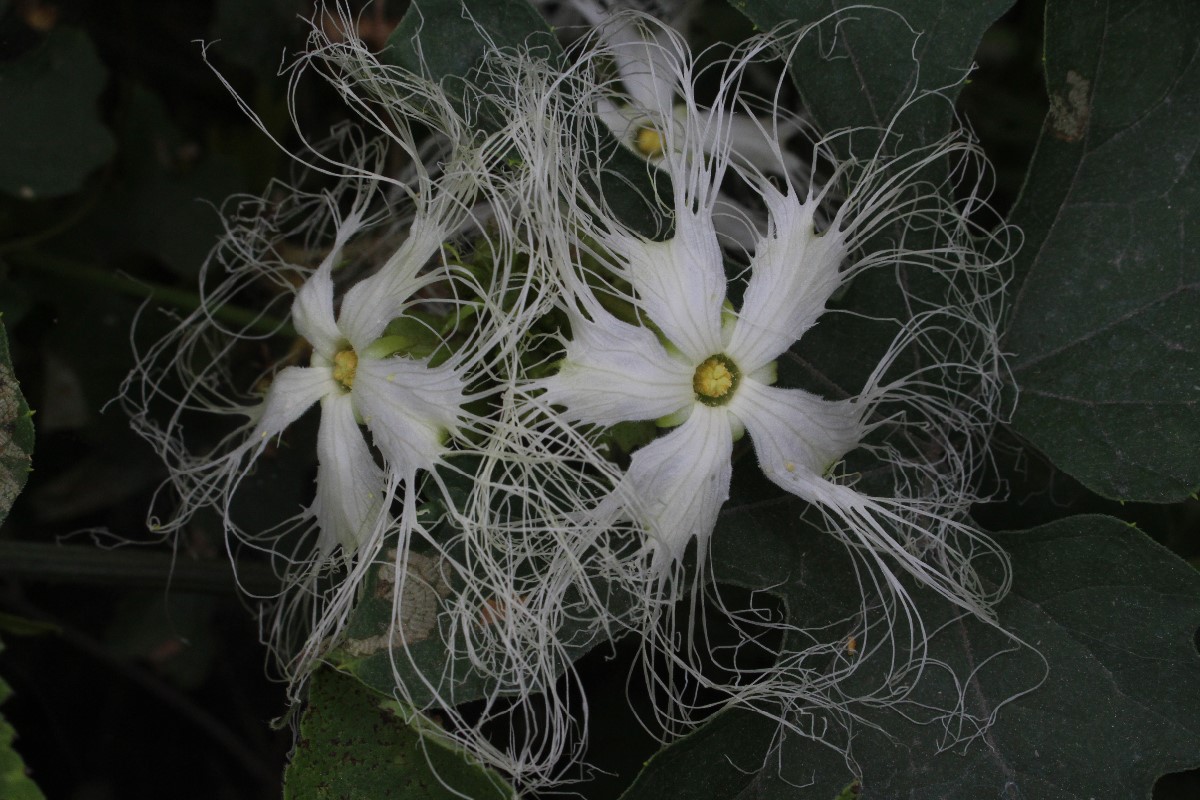 奇异的瓜蒌子花