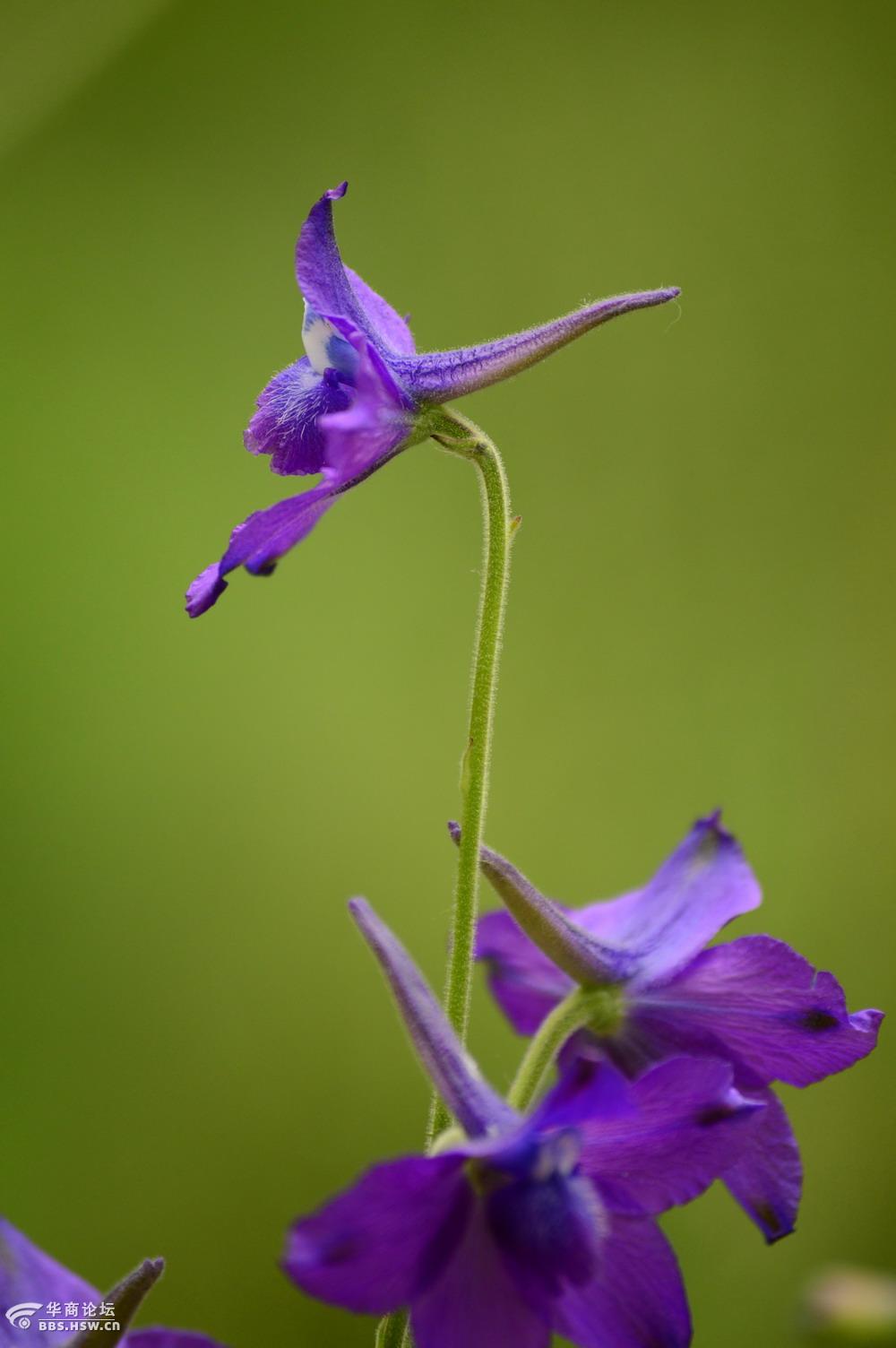 色艳型美蓝雀花