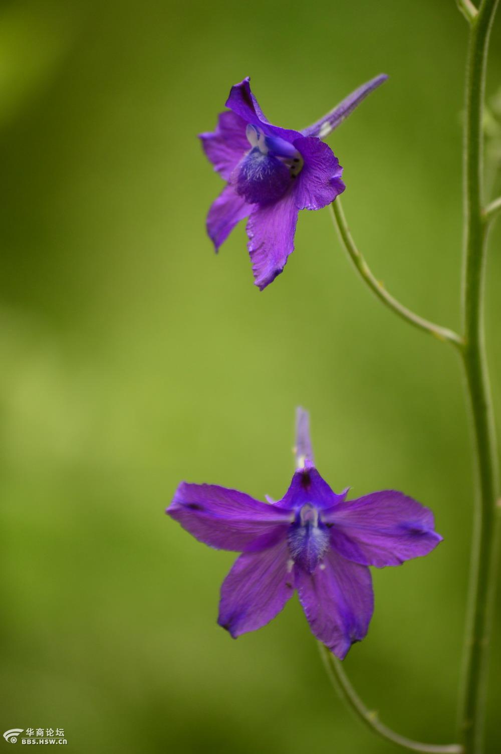 色艳型美蓝雀花