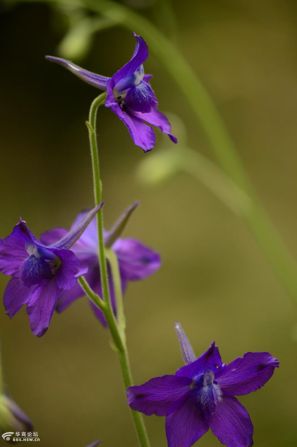 色艳型美蓝雀花