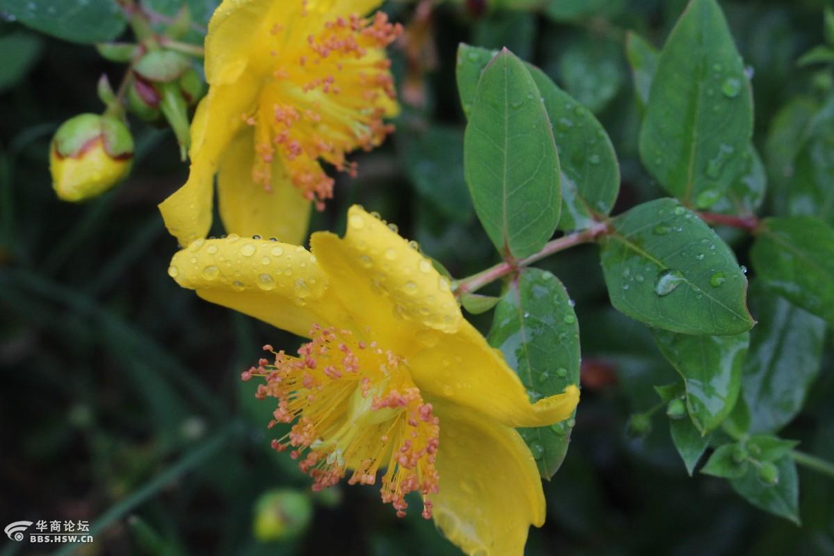 金丝桃与金丝梅