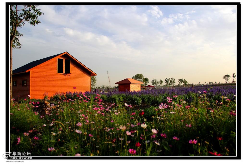 开放中的西部芳香园随拍1