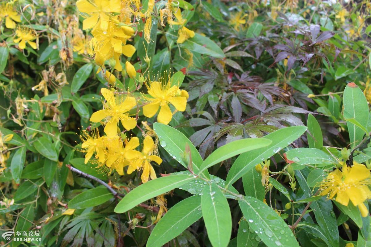 金丝桃与金丝梅