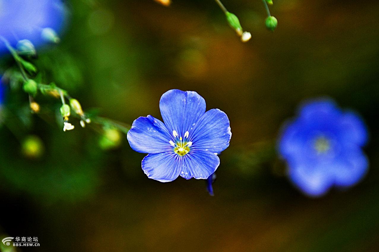 这小兰花叫什么名字