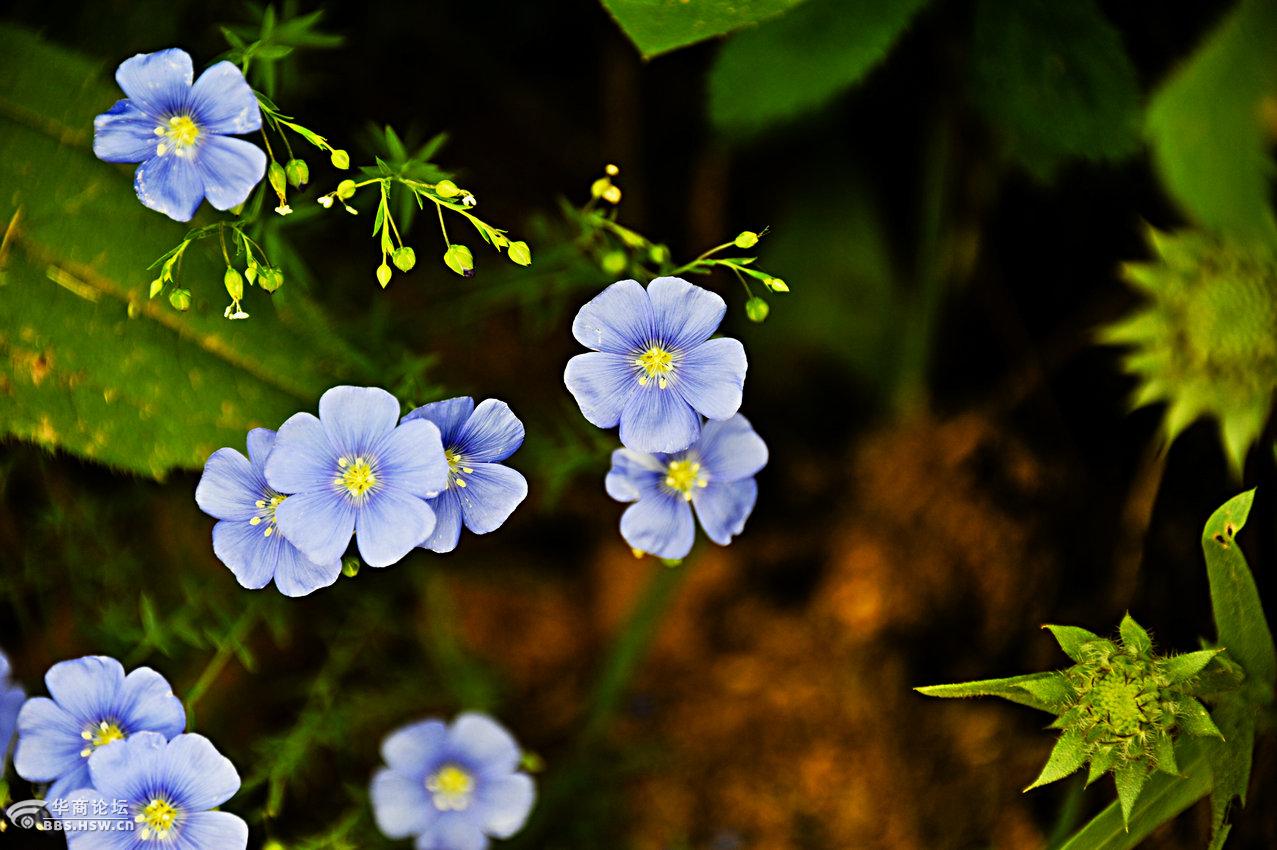 这小兰花叫什么名字