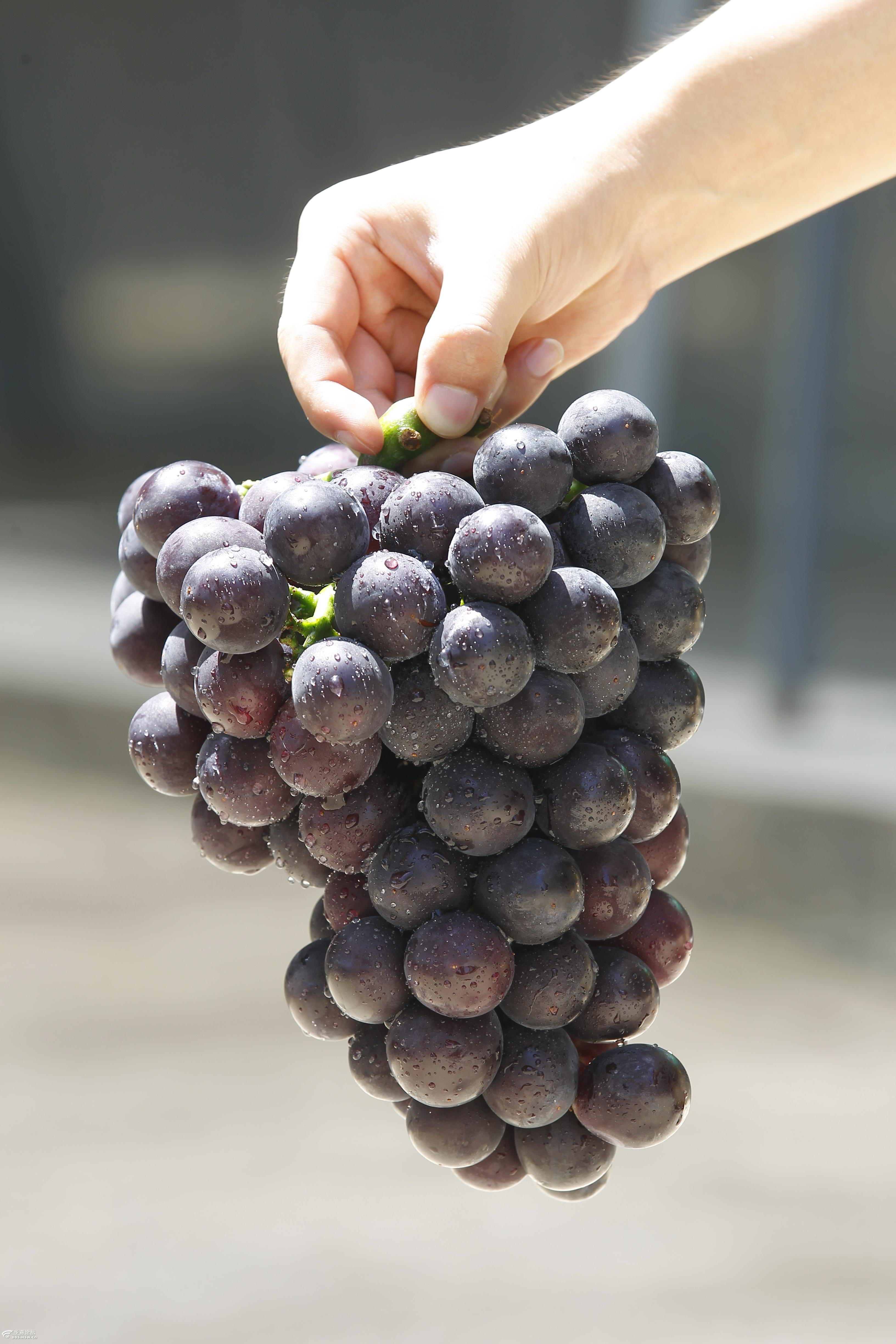 户太八号|西安那片森林农业科技有限公司