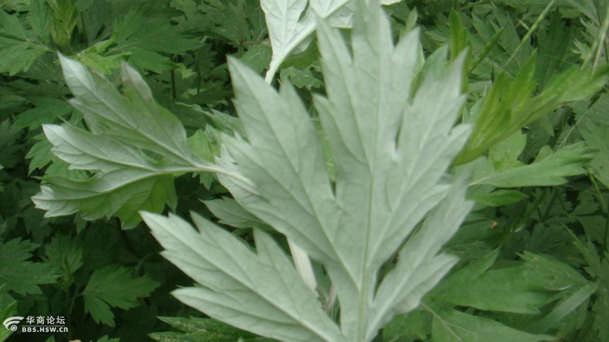 【学认花草树木394】艾草