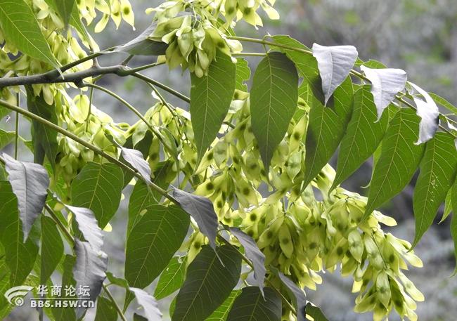 椿树果实也漂亮