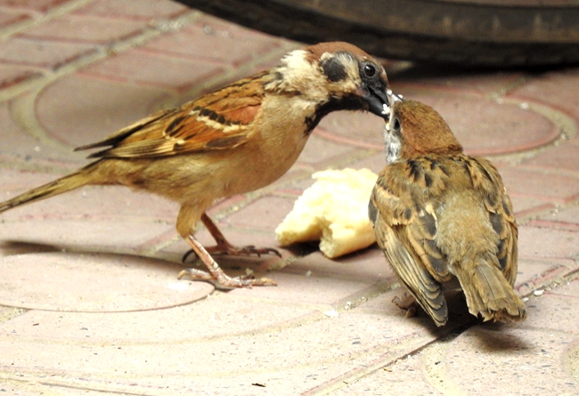 麻雀喂食瞬间抓拍