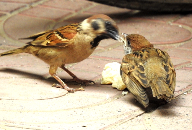 麻雀喂食瞬间抓拍