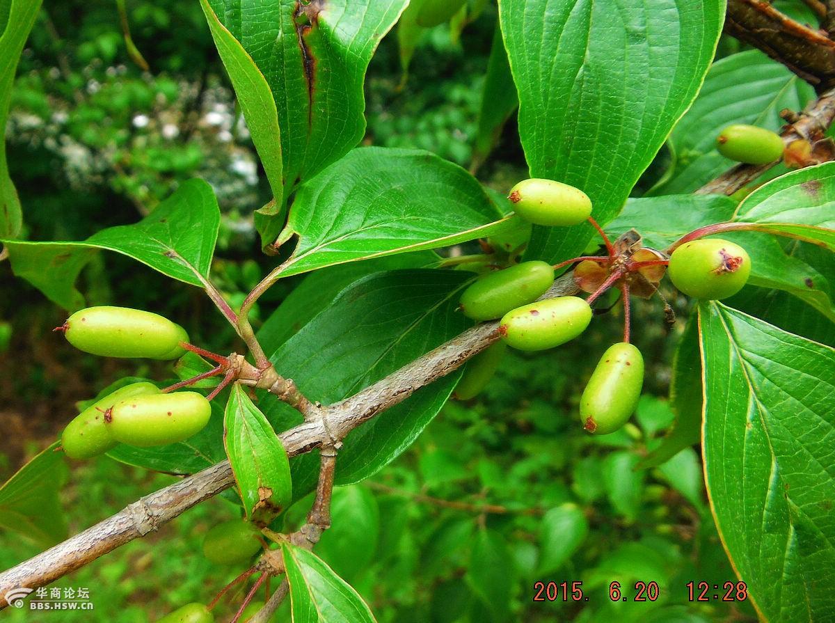 傥骆古道行(厚畛子)-游山玩水-华商论坛