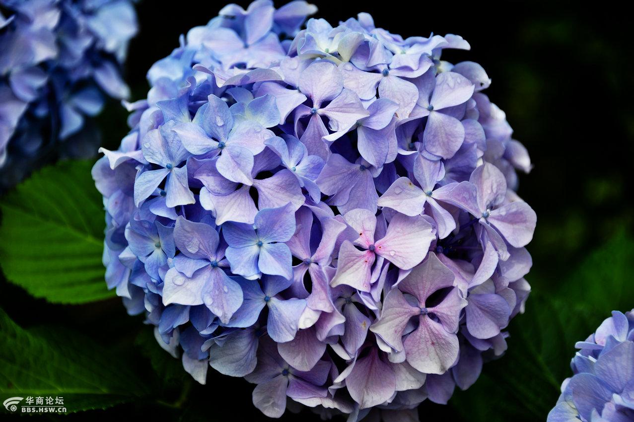 绣球花的花语希望忠贞永恒美满团聚