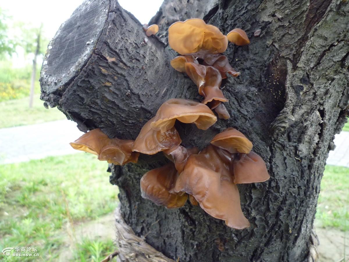 阴雨后为什么蘑菇木耳长的又快又多