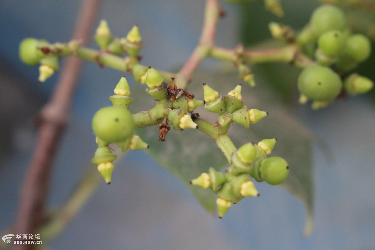 爬山虎假葡萄藤结果子了