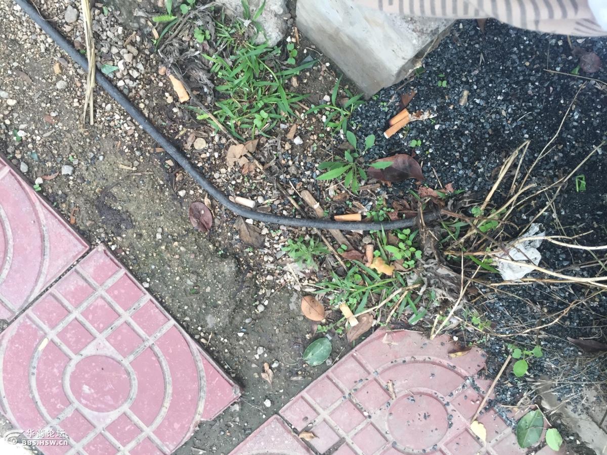 丹江公园,电线地面裸露 看看这个,我也是醉了!