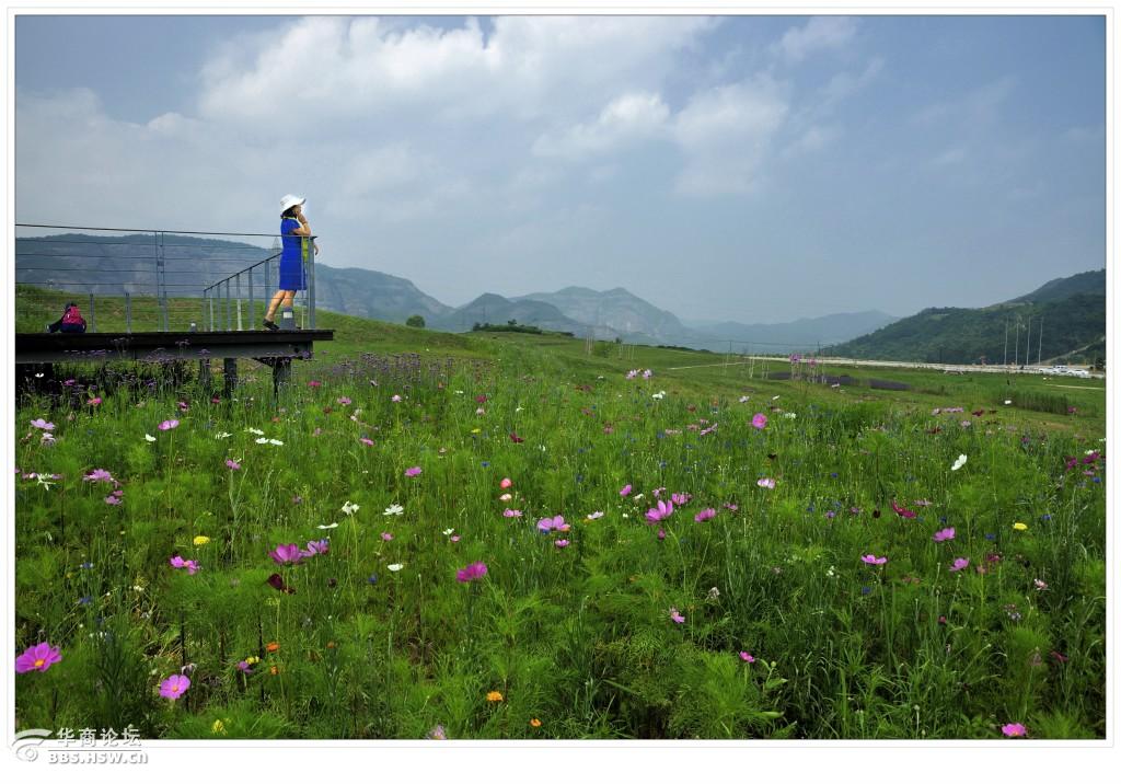 铜川照金牧场盛开的花海