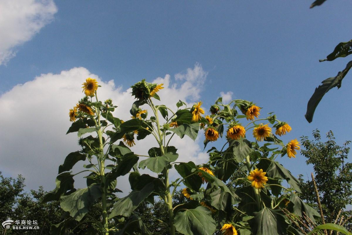 向日葵长的像棵树