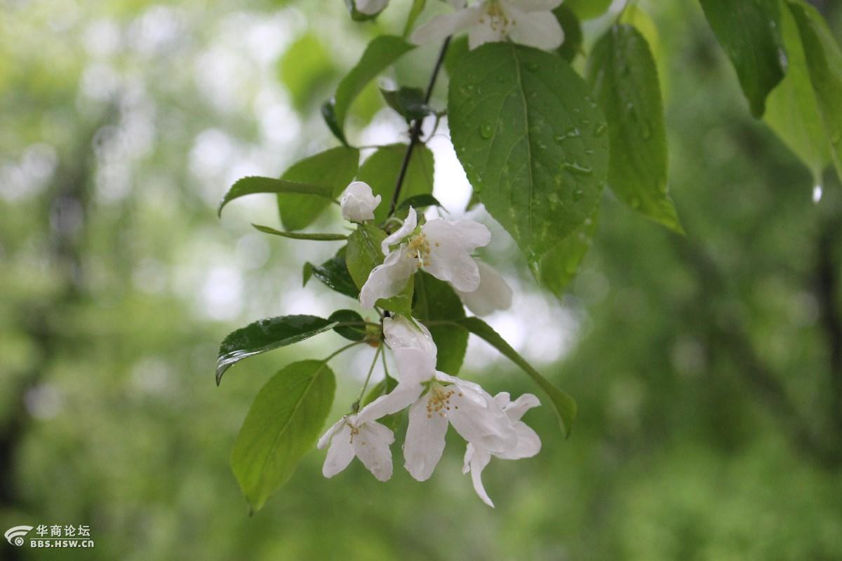长知识山荆子毛海棠山定子山丁子