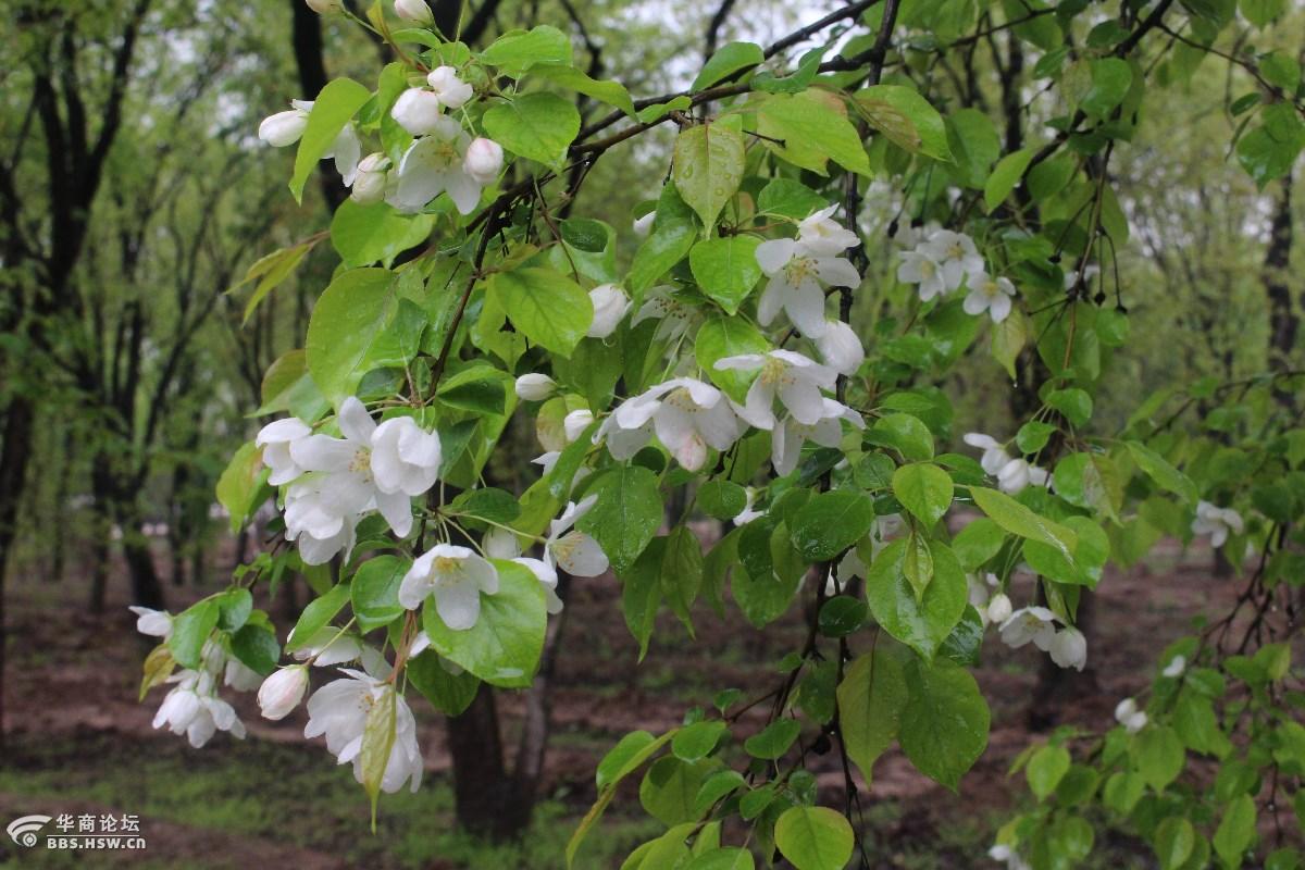 长知识山荆子毛海棠山定子山丁子