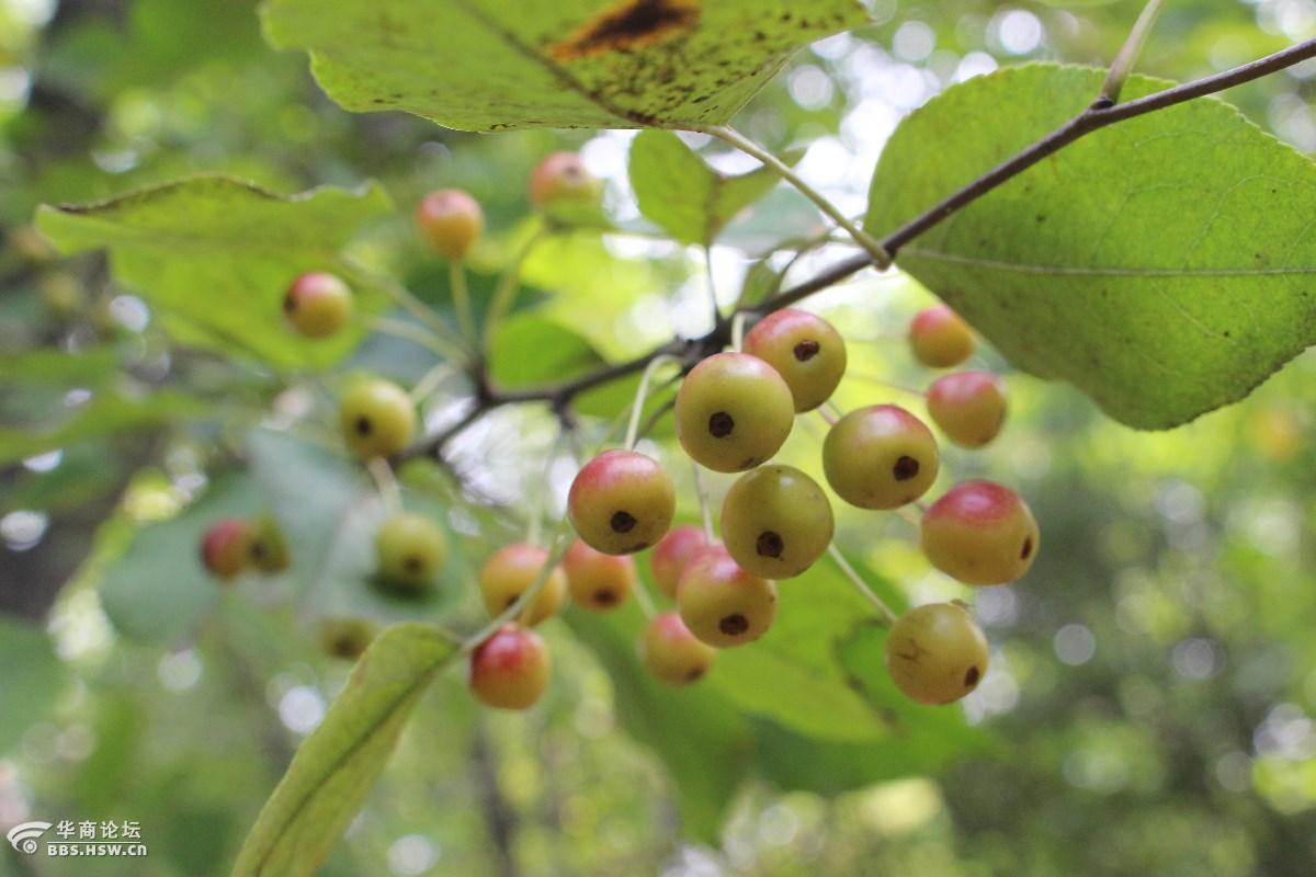 长知识:山荆子【毛海棠】【山定子】【山丁子】