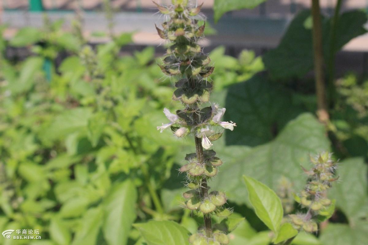 长知识荆芥荆菜假苏