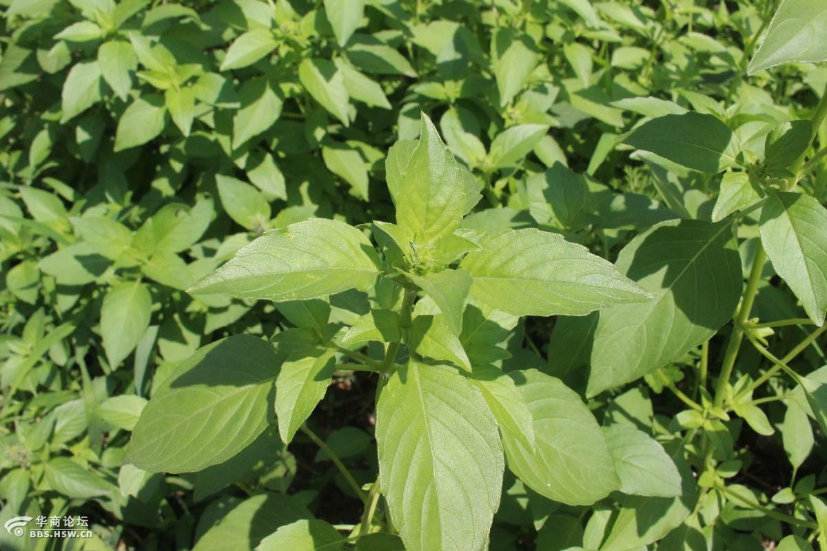 长知识荆芥荆菜假苏