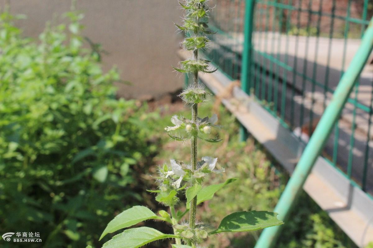 长知识荆芥荆菜假苏