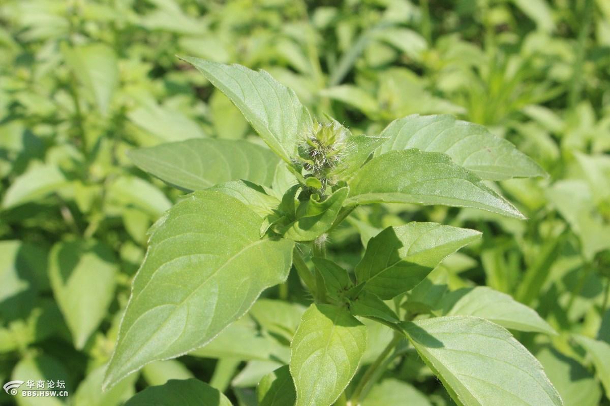 长知识荆芥荆菜假苏
