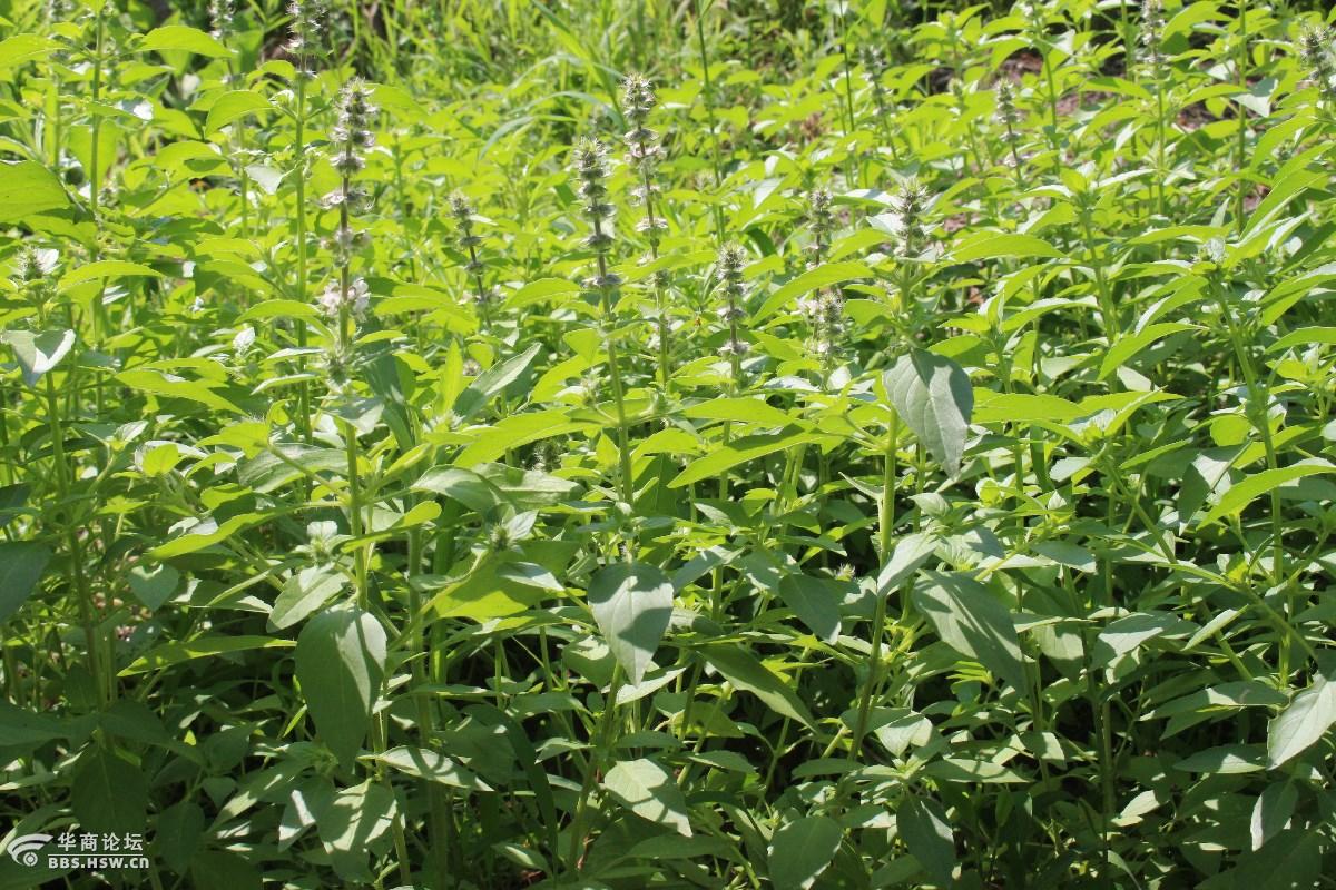 长知识荆芥荆菜假苏