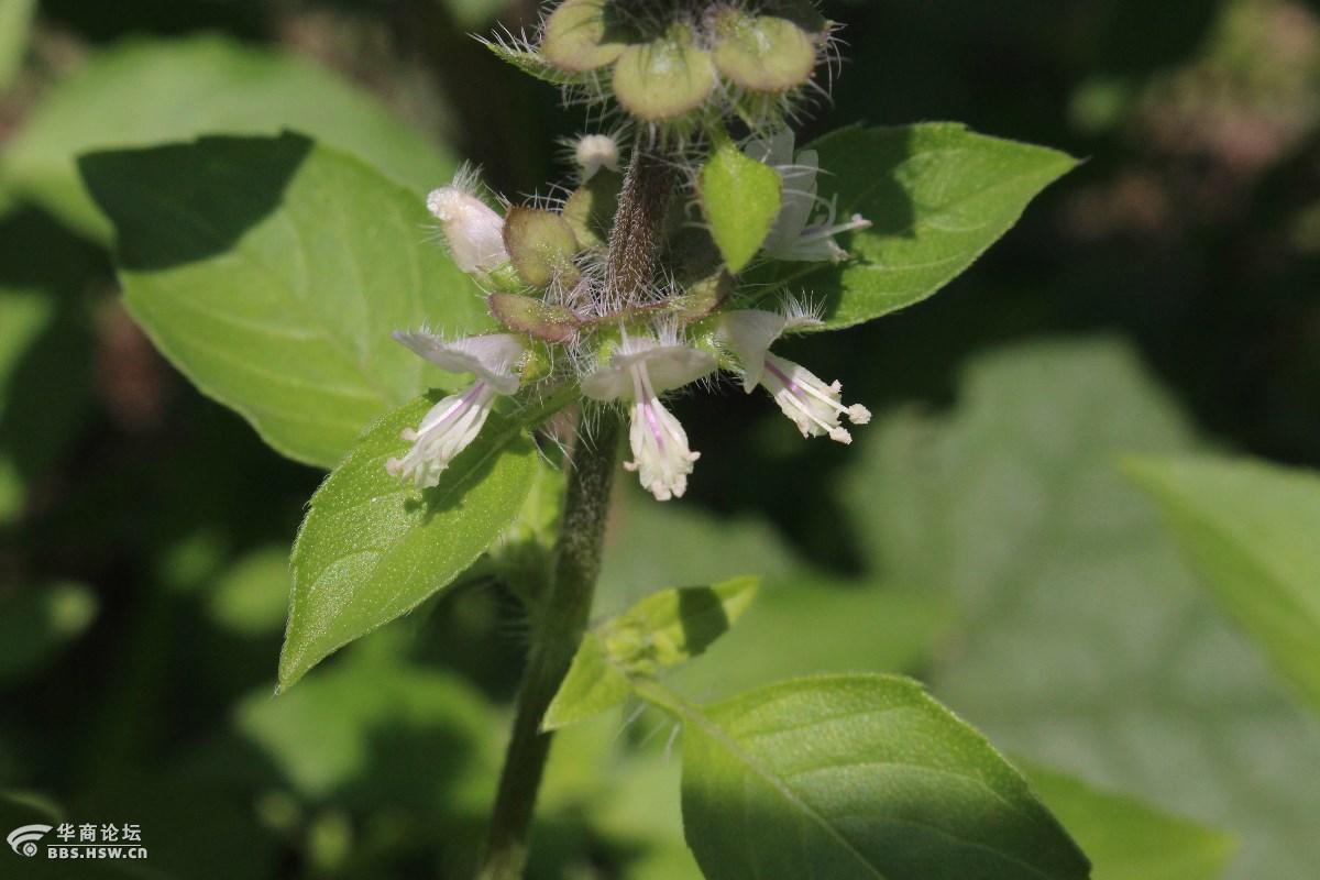 长知识荆芥荆菜假苏