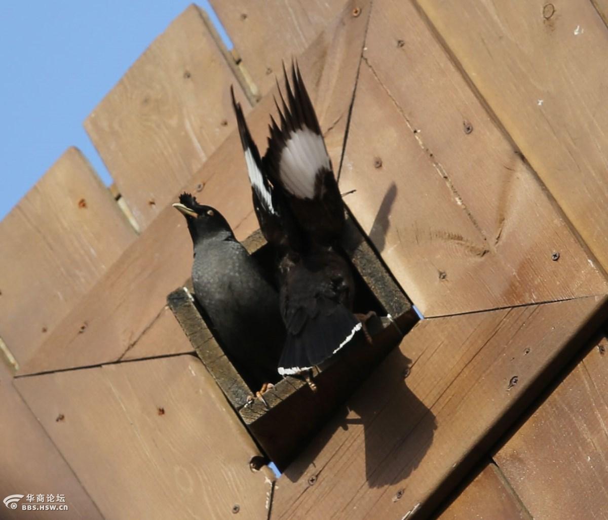 看图说鸟1汉城湖的八哥筑巢蛮拼的啊