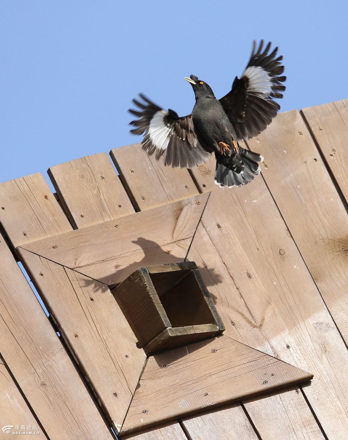 看图说鸟1汉城湖的八哥筑巢蛮拼的啊