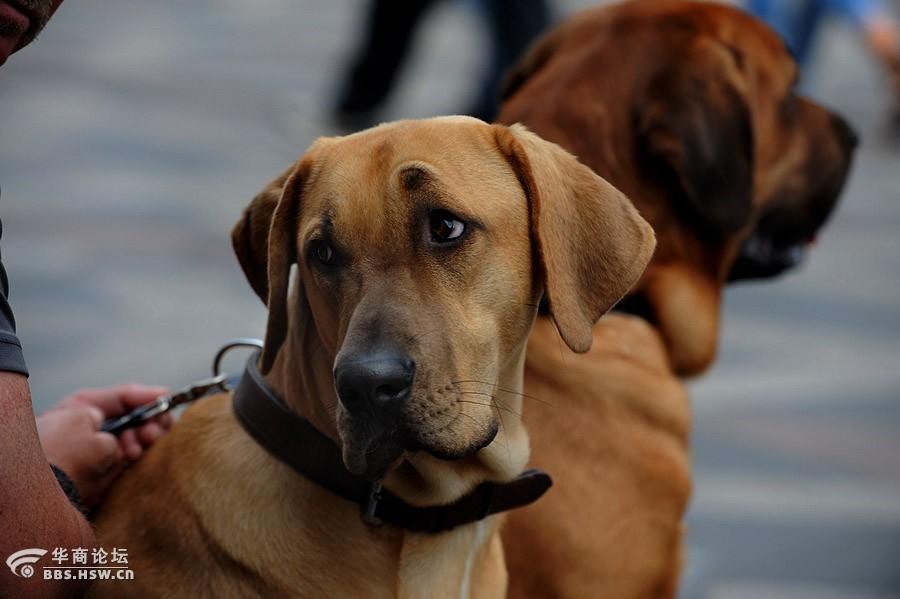 哥本哈根步行街上的丹麦布罗荷马獒严建设