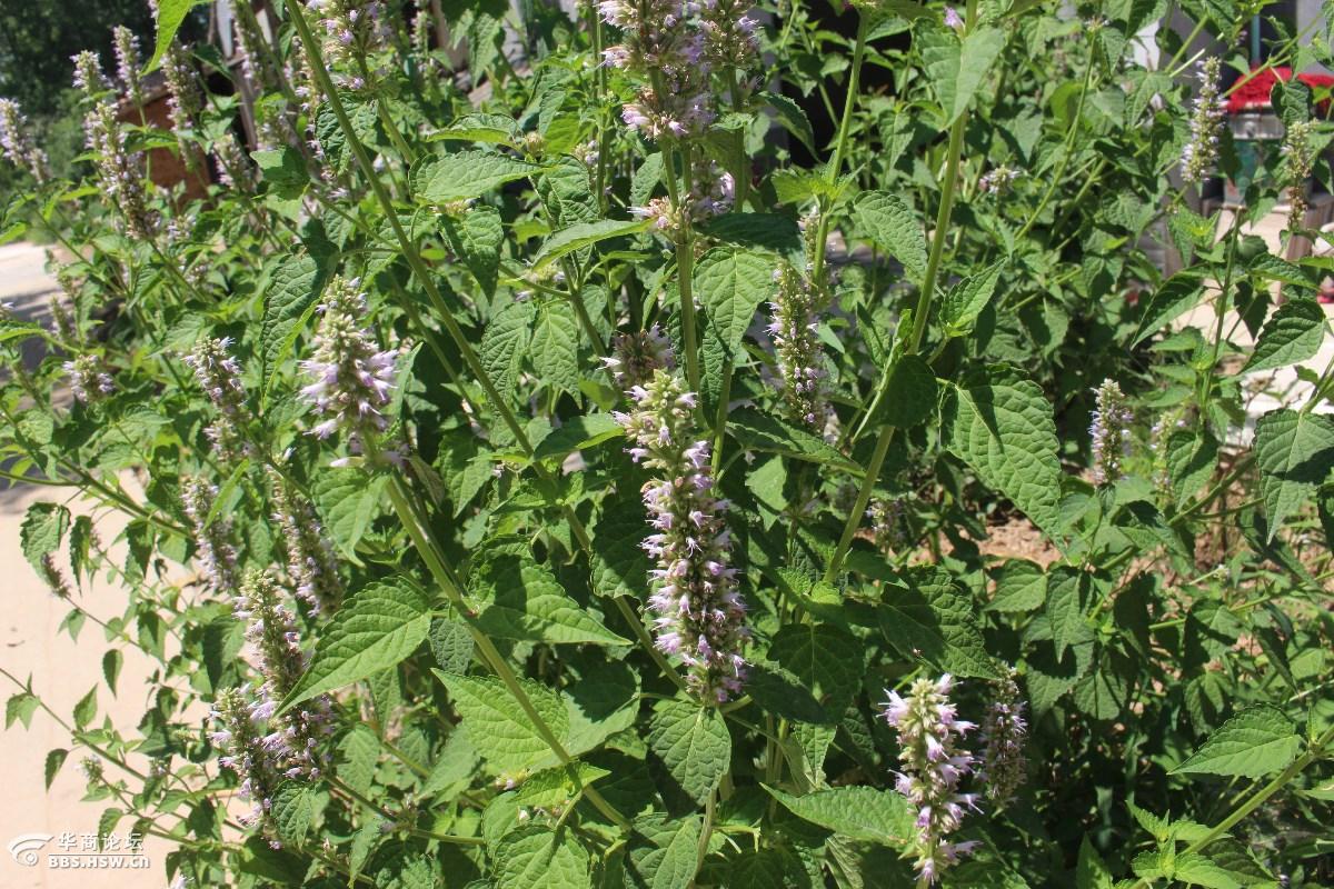 长知识清心明目是薄荷银丹草