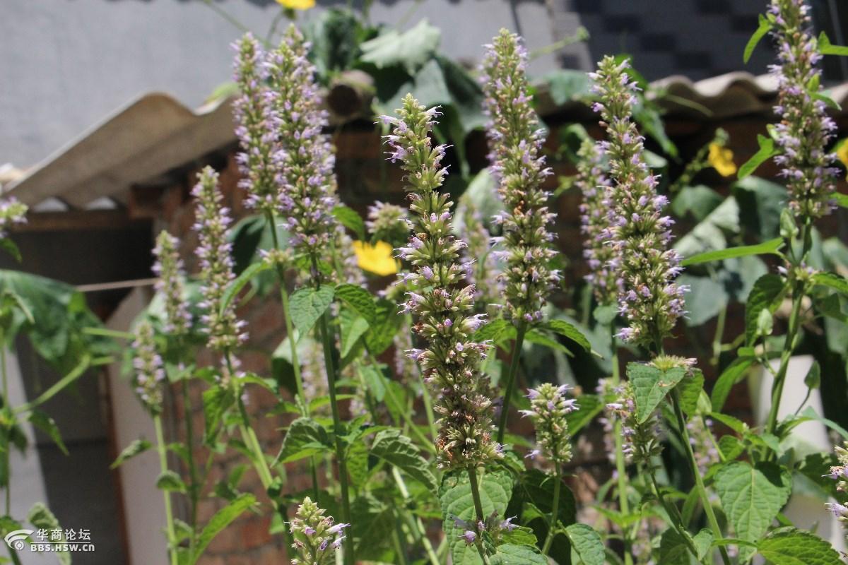 长知识清心明目是薄荷银丹草