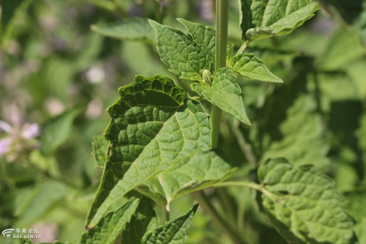 长知识清心明目是薄荷银丹草
