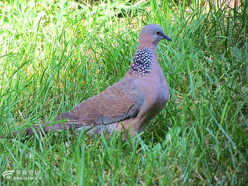 打了一只斑鸠