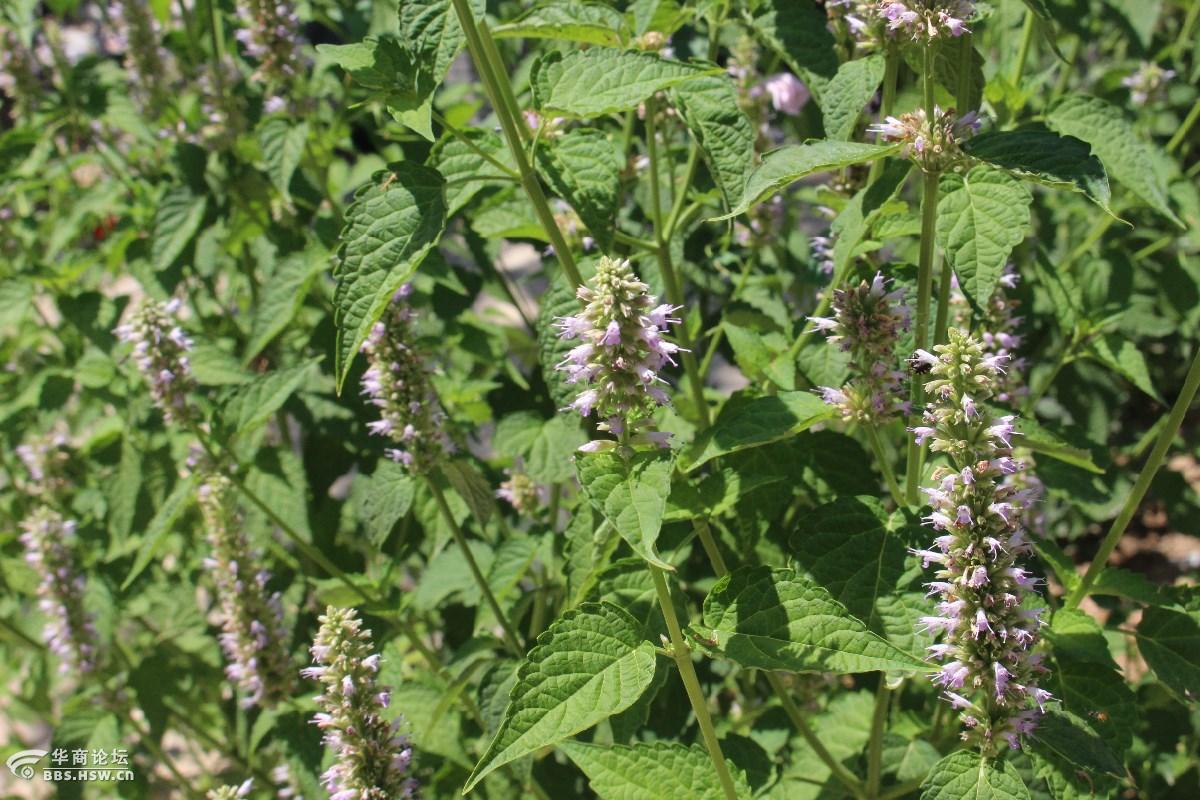 长知识清心明目是薄荷银丹草