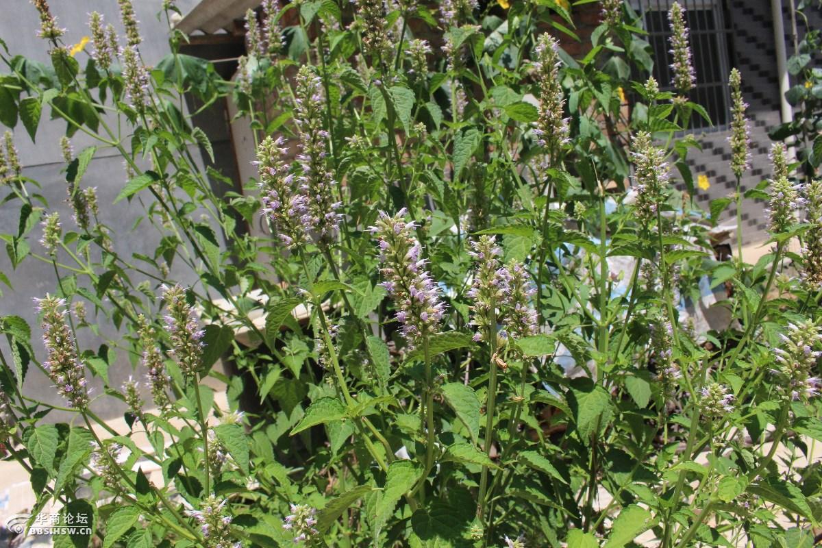 长知识清心明目是薄荷银丹草