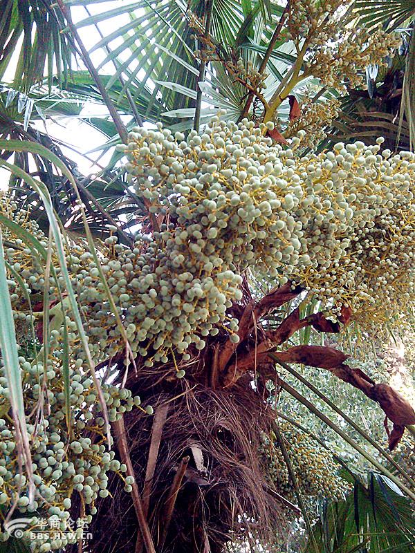 【手机习作】棕榈树结果啦