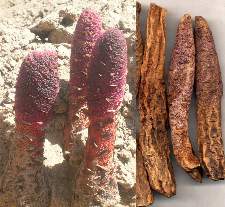 街边的壮阳药坑了多少好青年                   锁阳,别名乌兰高腰