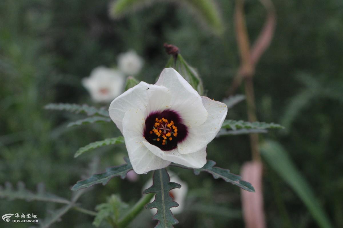 长知识路边的香铃草鬼灯笼