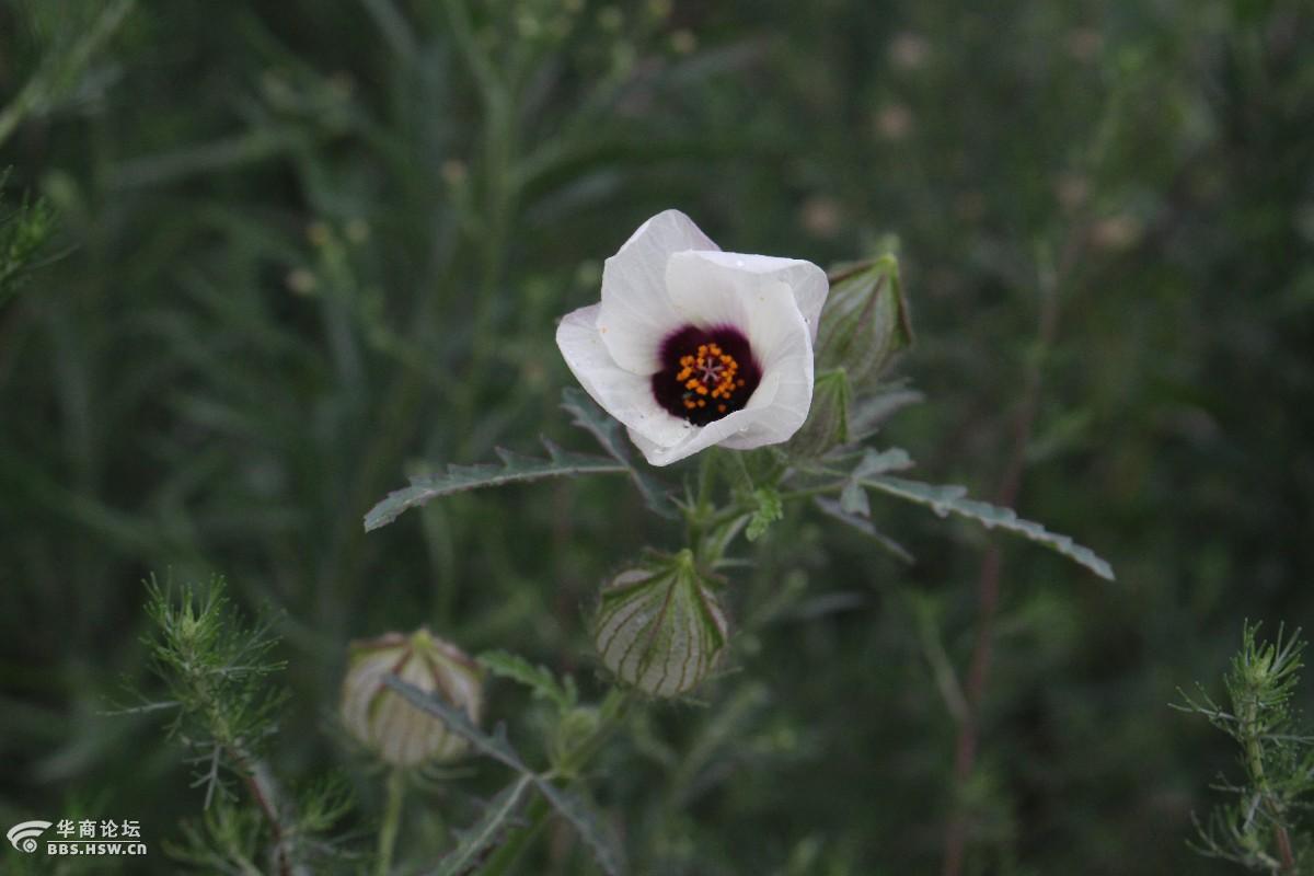 长知识路边的香铃草鬼灯笼